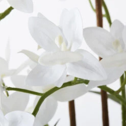 Cycnoches Spray In Pot