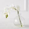 Phaleanopsis 1 Stem With Glass -Home Decor Shop webimage 200010845 jpg
