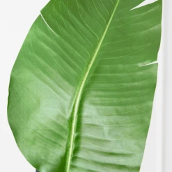 Faux Palm Tree -Home Decor Shop webimage 206176637 dtl1