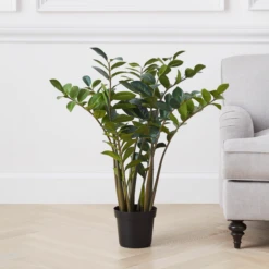 Zamioculas Tree -Home Decor Shop webimage 206448861 1 jpg 1