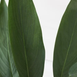 Faux Potted Water Canna -Home Decor Shop webimage 207190249 dtl2 1