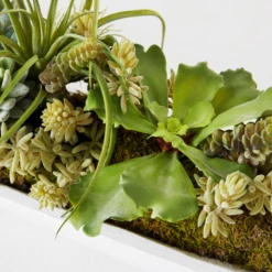 Succulent Assortment In Wood Tray -Home Decor Shop webimage 207999710 dtl1