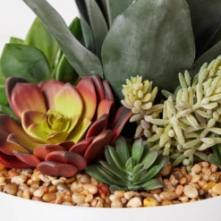 Succulent Assortment In Bowl -Home Decor Shop webimage 207999711 dtl