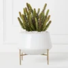 Donkey Tail In Bowl With Stand -Home Decor Shop webimage 207999712