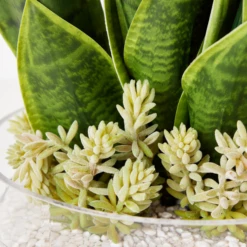 Mother In Law's Tongue Succulent With Bowl -Home Decor Shop webimage 207999718 dtl