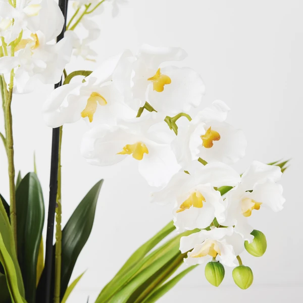 Orchids In Glass Bowl 19 Orchids In Glass Bowl - Image 17