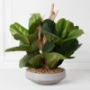 Fiddle Leaf Branches In Bowl -Home Decor Shop webimage 207999724 1