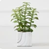 Tree Succulents In Marble Pot -Home Decor Shop webimage 207999966