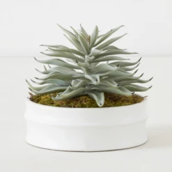 Succulent In White Round Pot