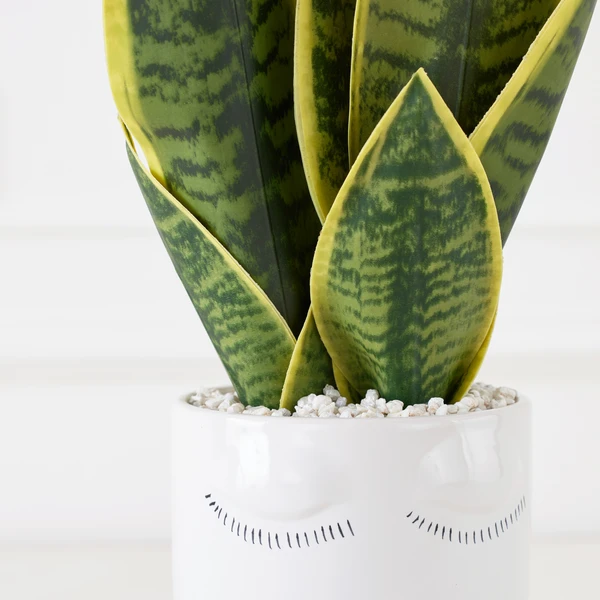 Mother In Law's Tongue/Selfie With Vase 4 Mother In Law's Tongue/Selfie With Vase - Image 2