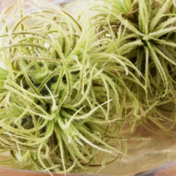 Faux Airplant Sphere -Home Decor Shop webimage 209192558 DTL